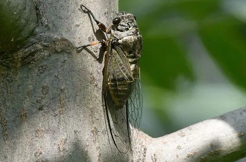 《蝉》的作者是谁?