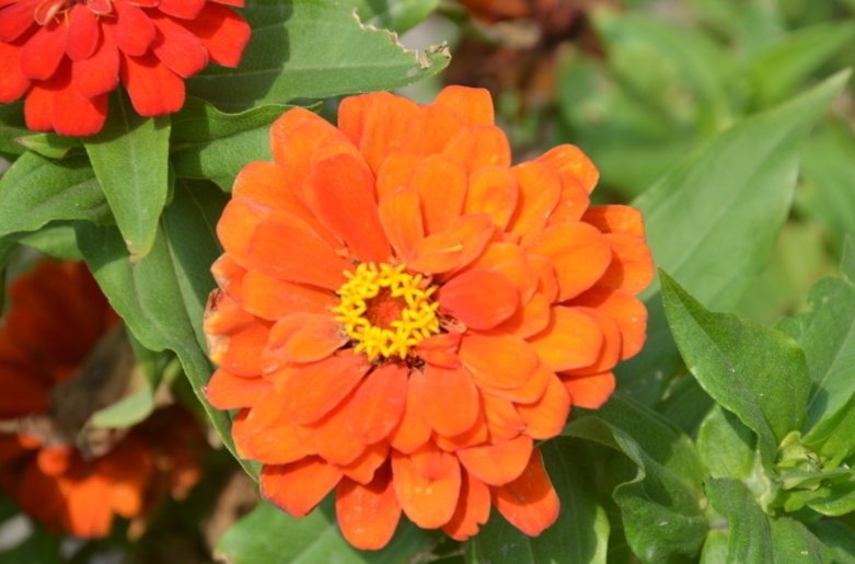 什么花代表步步高升