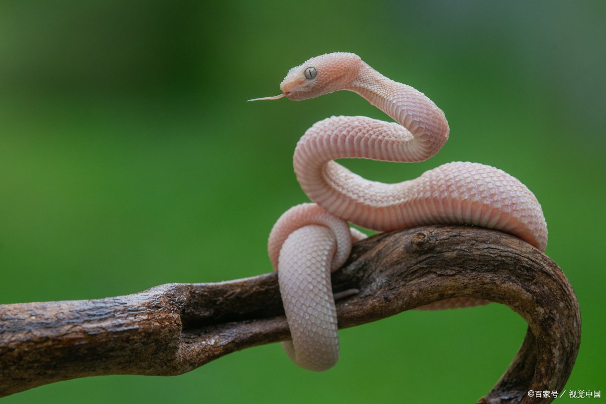 贪得无厌是什么生肖。