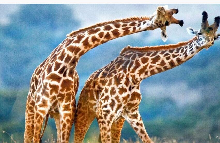 长颈鹿有什么寓意么