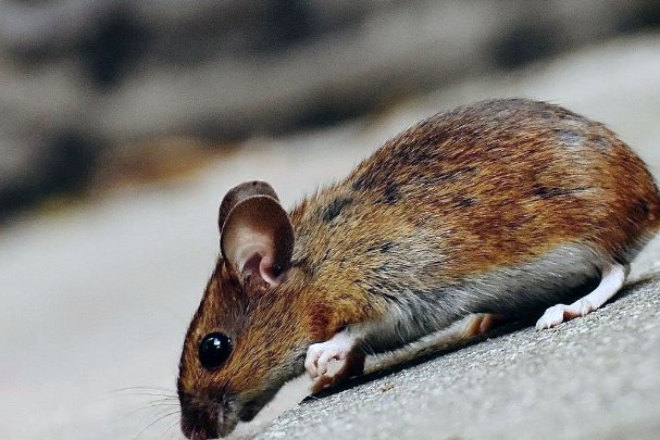 红霞满天比喻什么动物