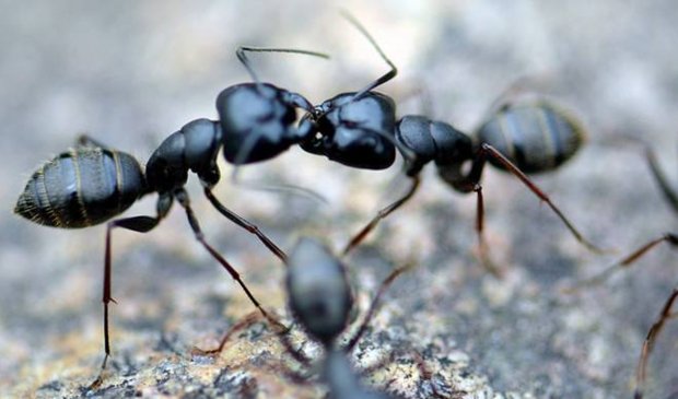 急得像什么？？