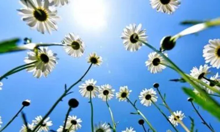 写春末夏初的优美句子