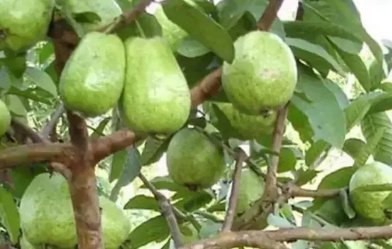 男子种出番石榴发视频炫耀后傻眼,到底发生了怎样的一幕?