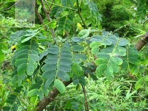 请高手指教，这是什么树