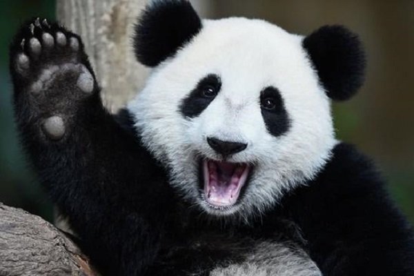 大熊猫有没有冬眠
