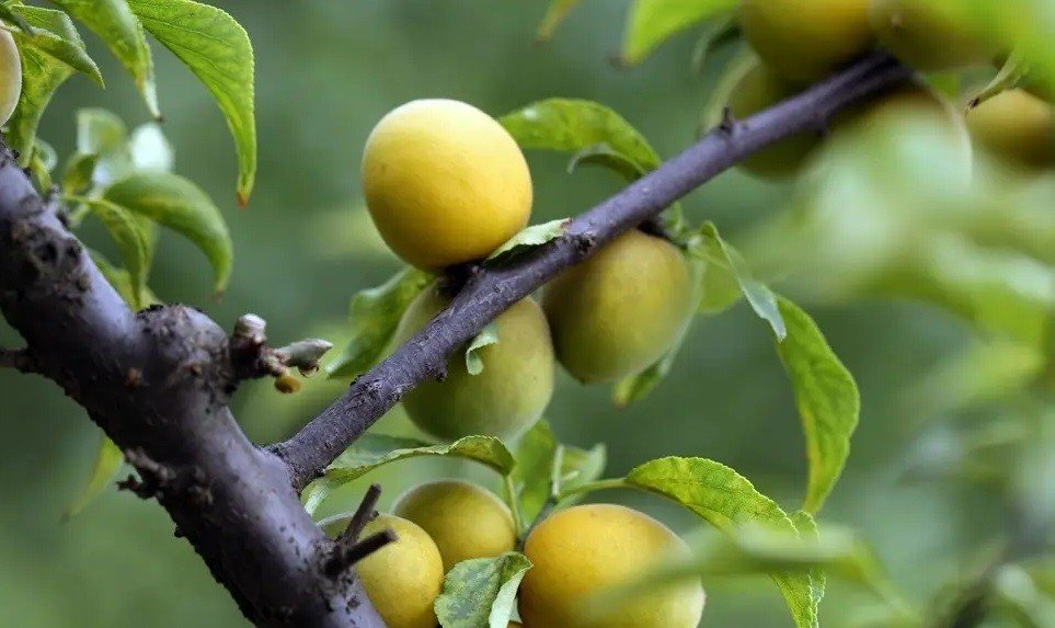 黄梅时节是什么季节?