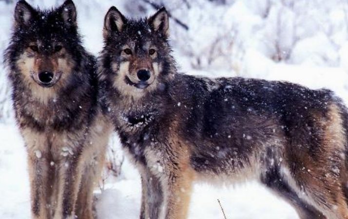 狼子野心的翻译是什么？