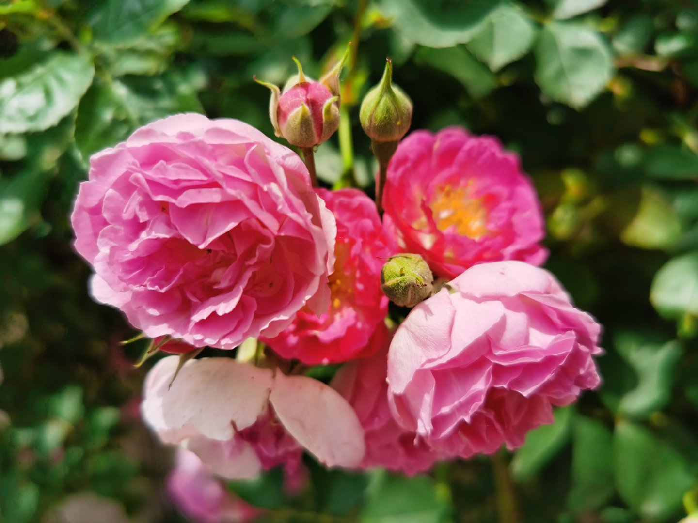 蔷薇花都是开在几月的啊?