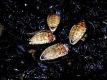 真有尸蹩这个东西吗?