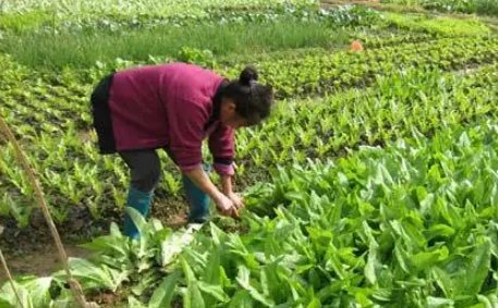 大旱会引发粮价、菜价上涨吗？高温干旱天气如何做好蔬菜管理？