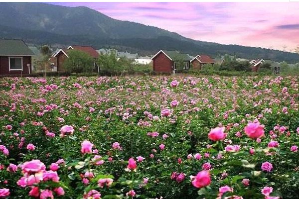 玫瑰之国是指哪个国家