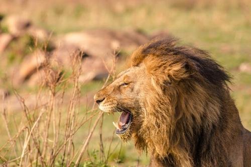 游客与动物园狮子互相吼叫,双方当时有何表现?