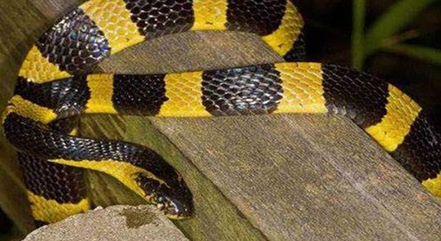 农村十大毒蛇排行榜