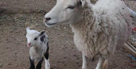 母绵羊有木有角？我听别人说母绵羊是没有角的