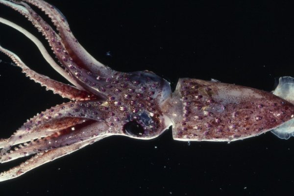 by1259鱿鱼官网换哪了by9225