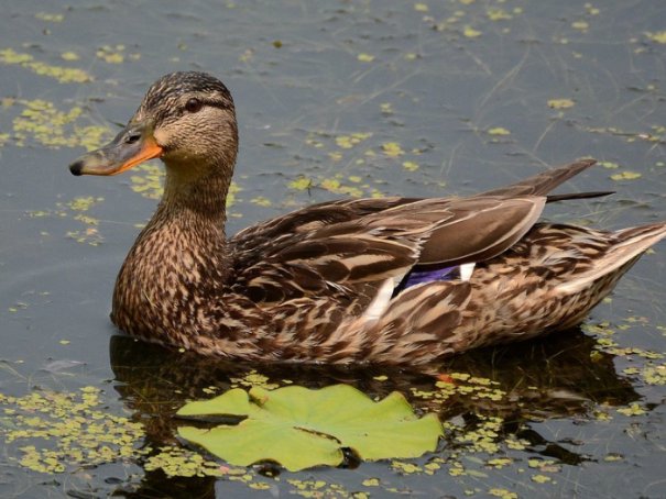 鸭子为什么不怕脚冷