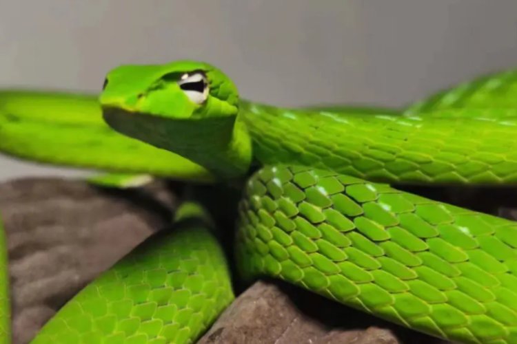 冬去春回猜生肖