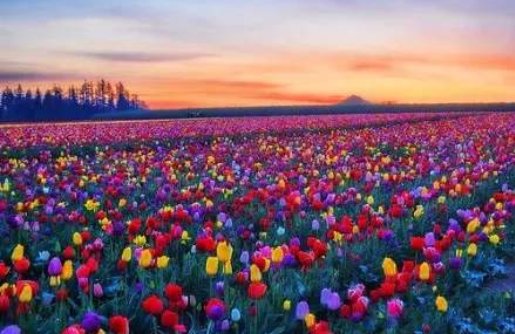 一花独放不是春,万紫千红春满园的意思