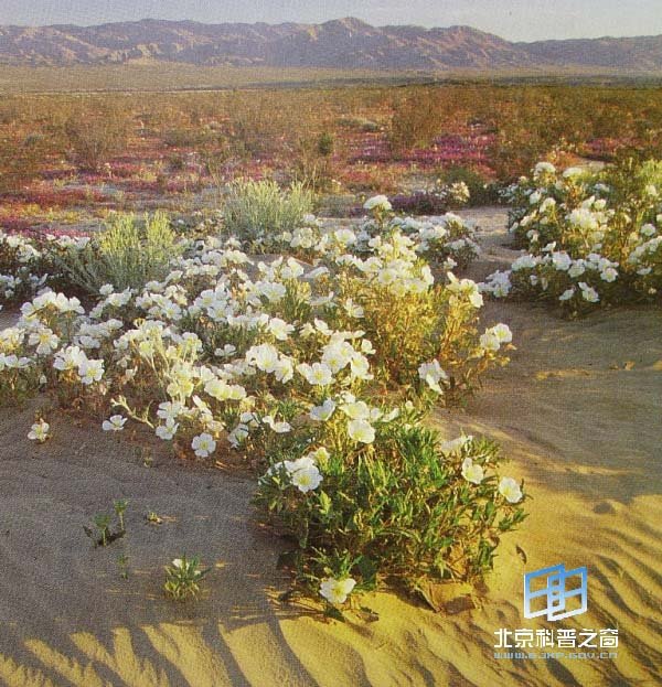 世界上寿命最短的花是什么花？