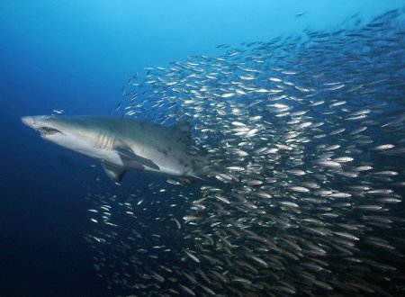 四个鱼到底念什么?