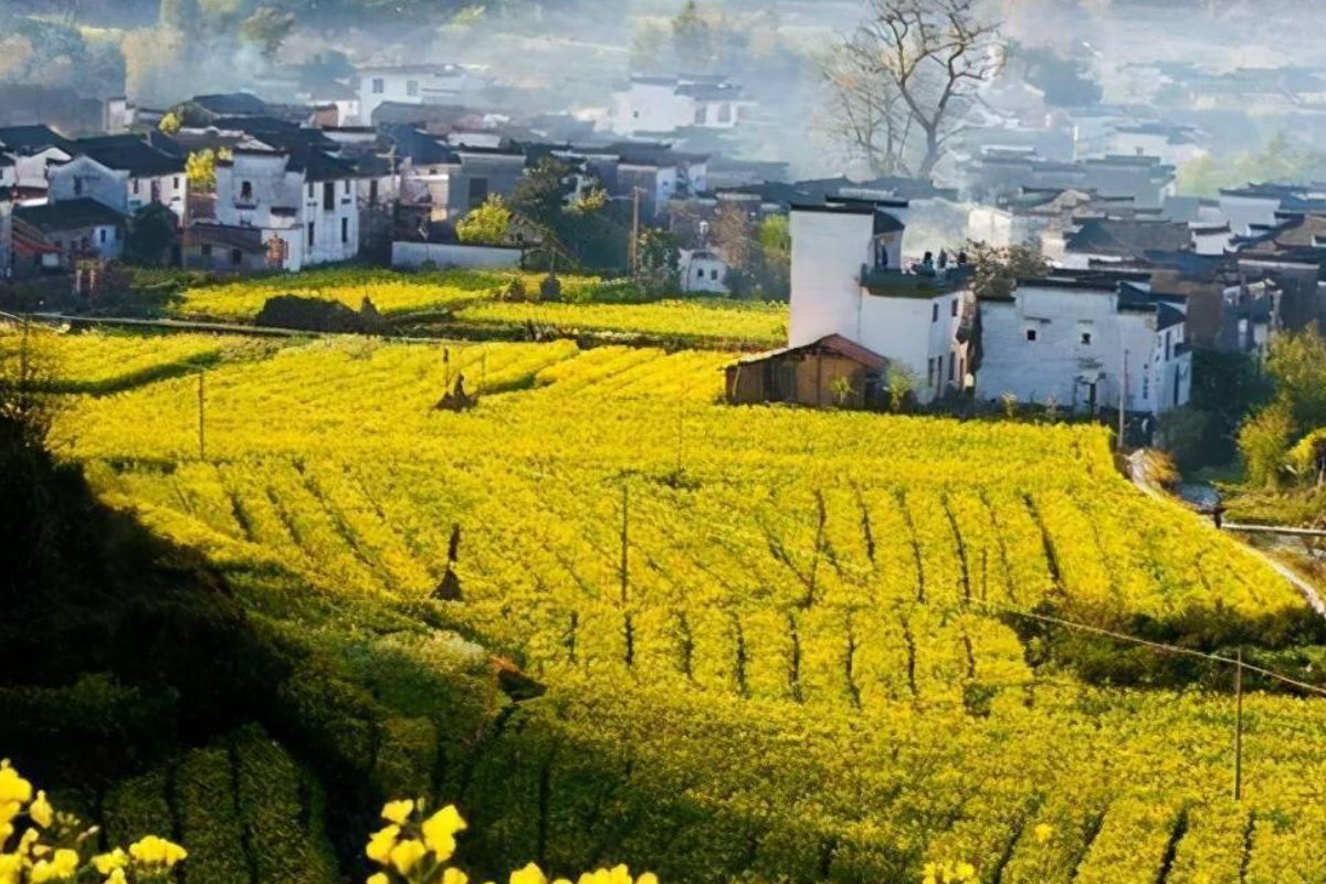 婺源油菜花最佳观赏时间2023年