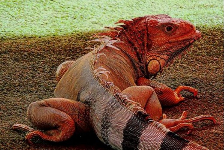 绿鬣蜥和红鬣蜥的区别
