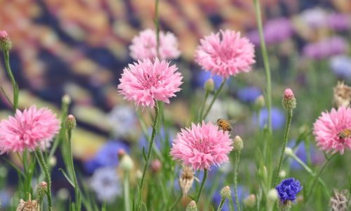 靠风传播种子的植物有哪些？