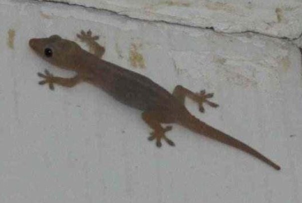 壁虎是几级保护动物