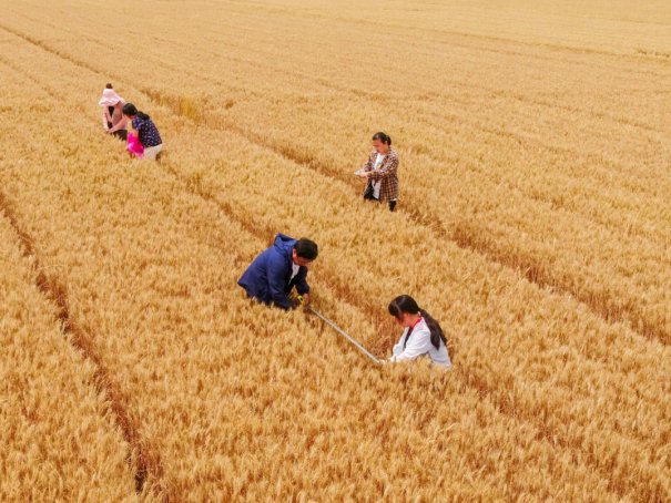 小麦十月几号种最合适