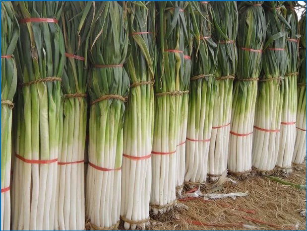 哪个省份因为盛产大葱被称为葱省