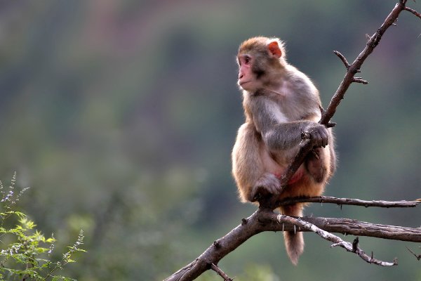 一身是胆什么生