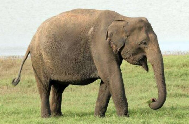 大象会害怕老鼠吗?