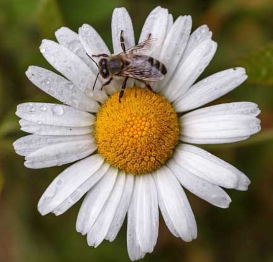 蜜蜂的精神品质代表了什么人？