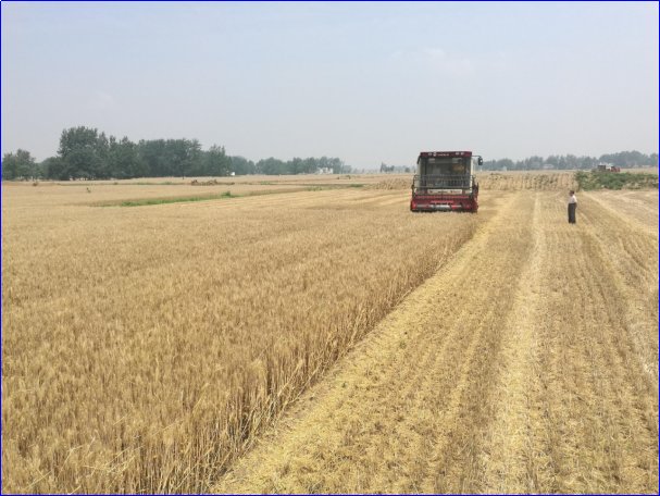 小麦十月几号种最合适