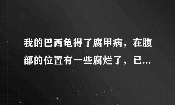 我的巴西龟得了腐甲病，在腹部的位置有一些腐烂了，已经有异味。不是特别严重，但自己心里很想救救他们，