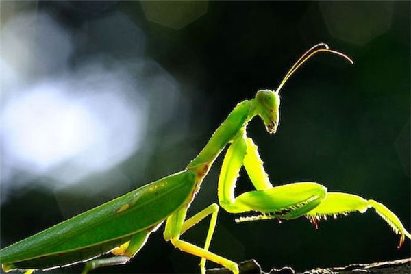 螳螂中的怪物，一种体型大，一种较凶猛，谁更胜一筹？