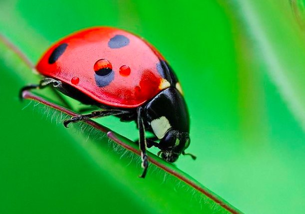 瓢虫又名“花大姐”,是什么意思?