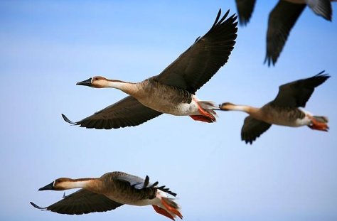 迁徙的鸟中一共有几种鸟？