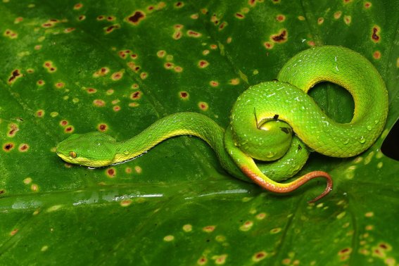 知书明理是什么肖