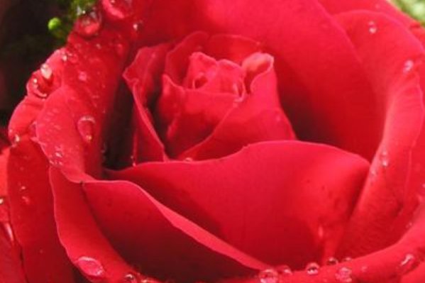 七支玫瑰花寓意