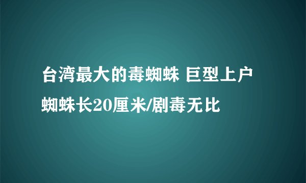 台湾最大的毒蜘蛛 巨型上户蜘蛛长20厘米/剧毒无比