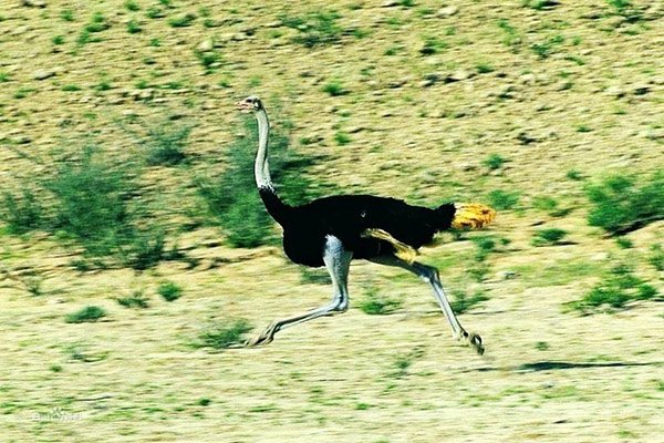 鸵鸟的眼睛到底有多重要？为何比它的大脑还大？