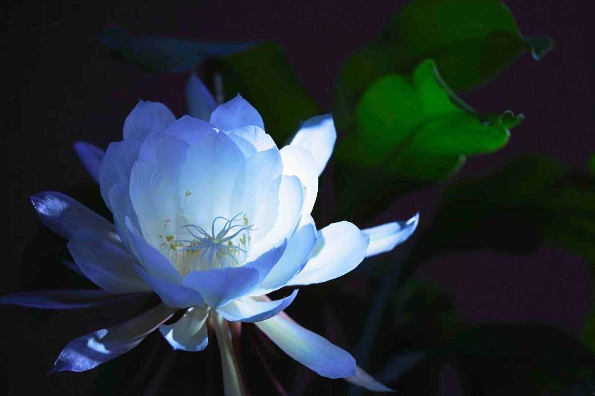 什么花在10月开