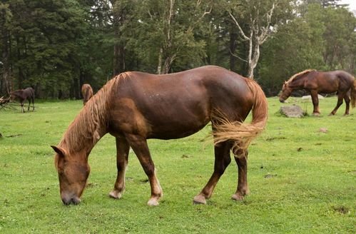马的尾巴有什么作用？