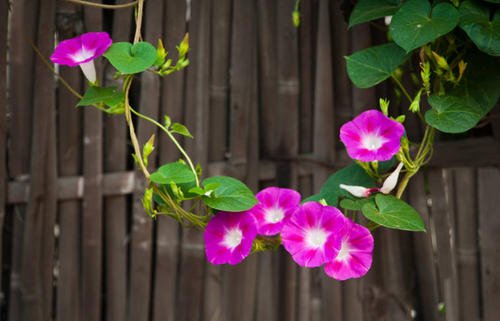 牵牛花一天之内什么变化