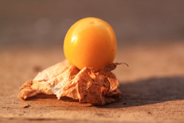 什么是东方姑娘？