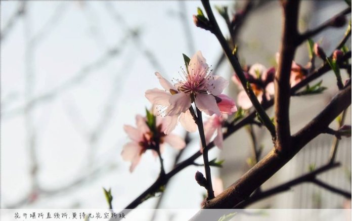 “有花堪折直须折,莫待无花空折枝”是什么意思
