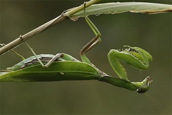 螳螂中的怪物，一种体型大，一种较凶猛，谁更胜一筹？