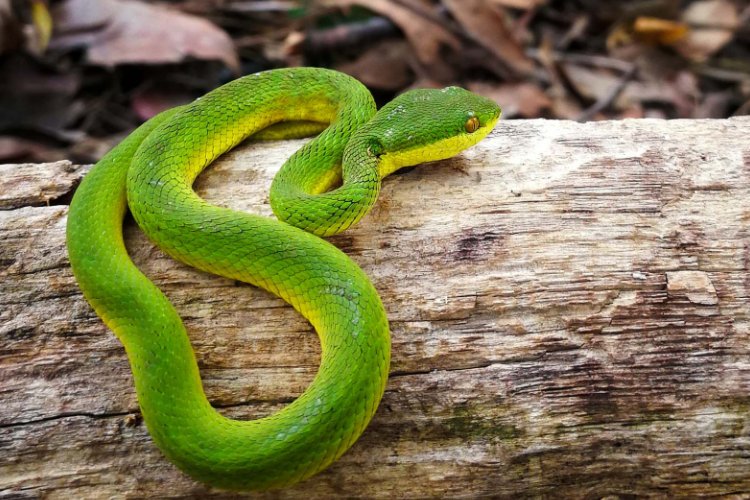 小山几座竹绿绿是什么动物